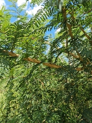 Vachellia sieberiana