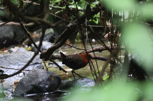 White-spotted Flufftail (Sarothrura pulchra)