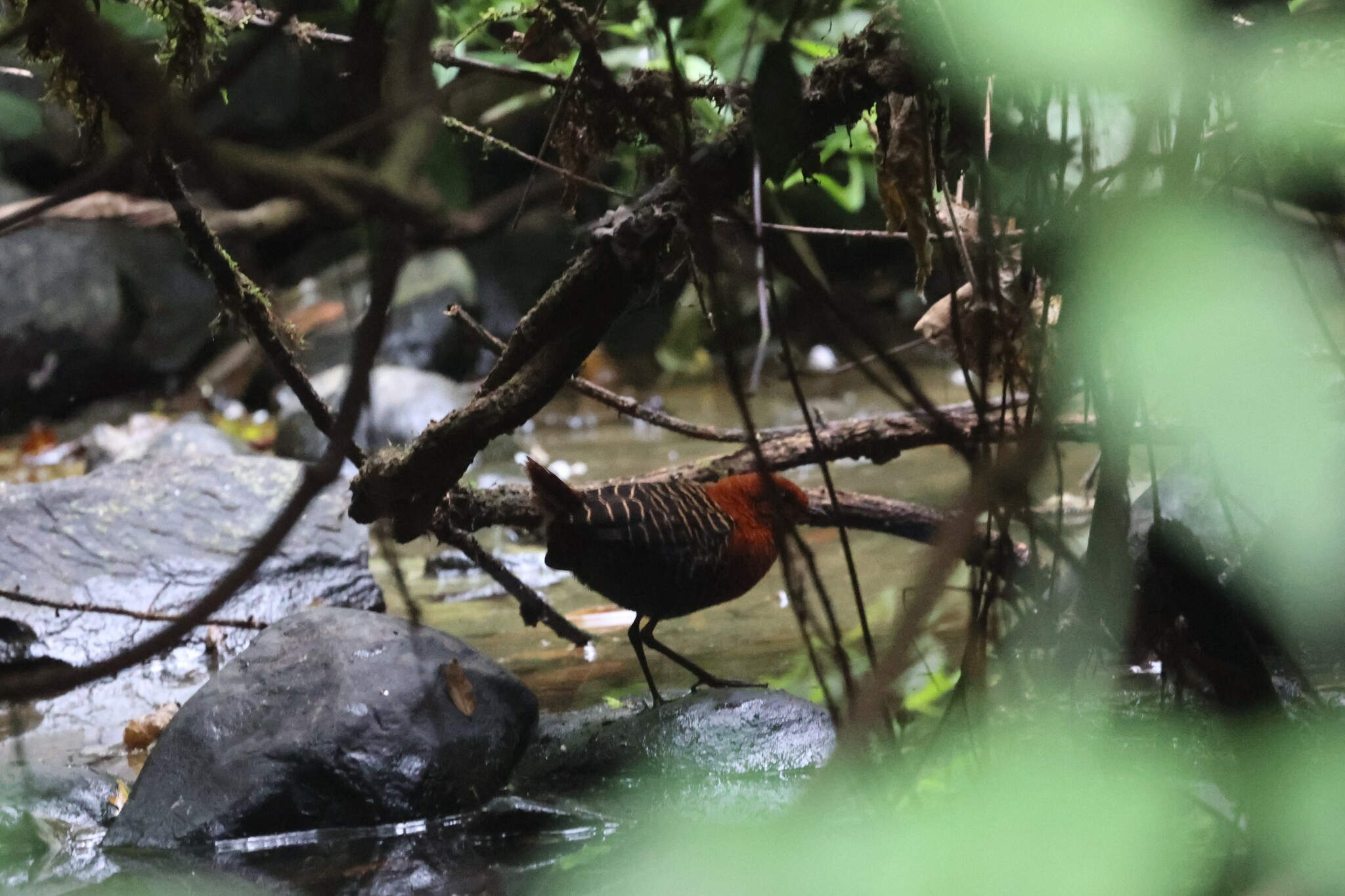 White-spotted Flufftail (Sarothrura pulchra), photo 1