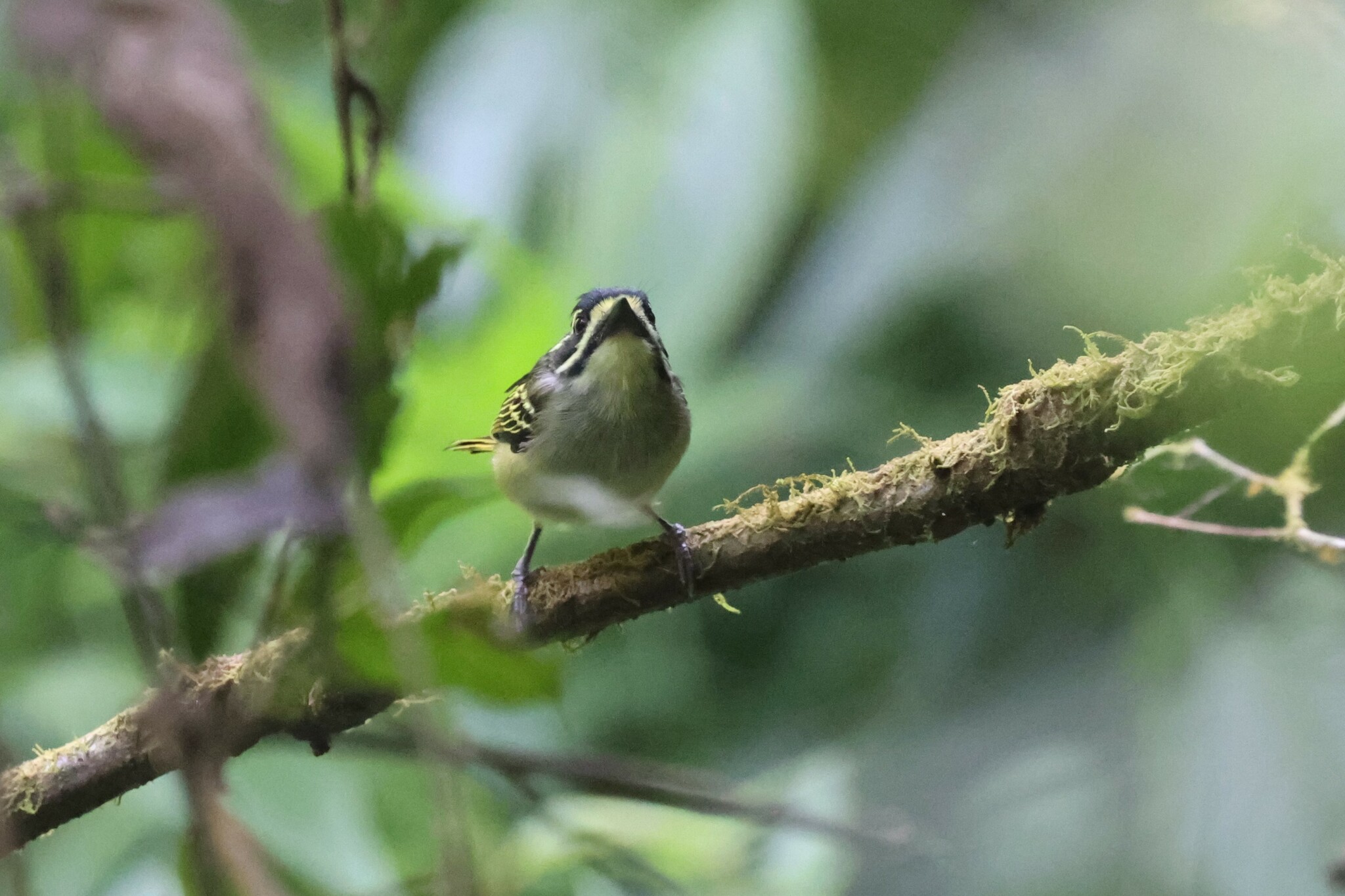Yellow-throated Tinkerbird (Pogoniulus subsulphureus), photo 5