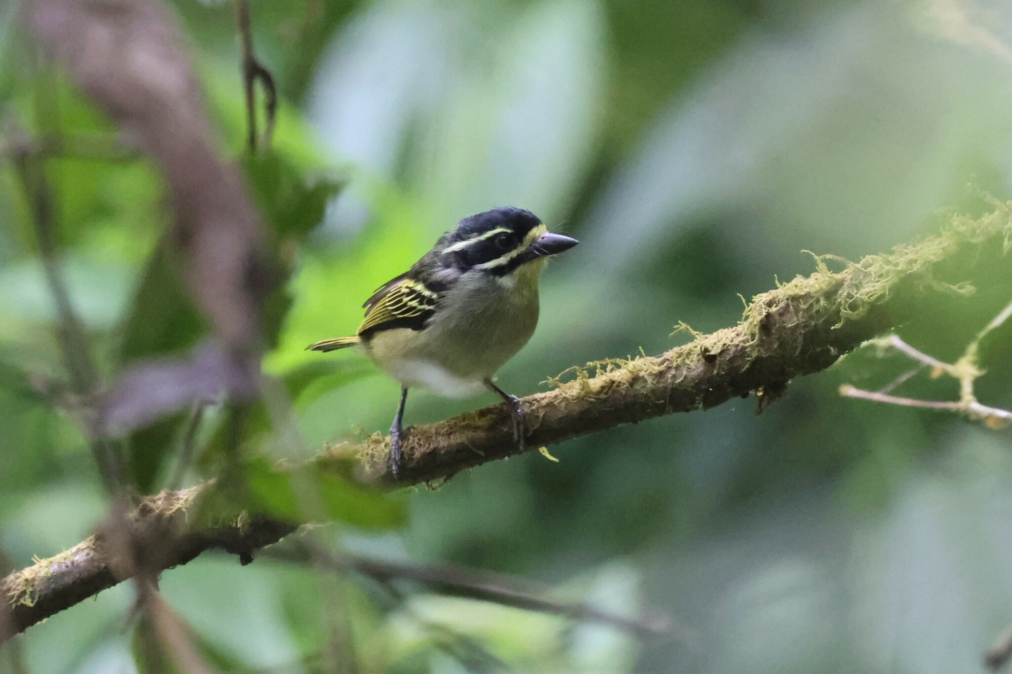 Yellow-throated Tinkerbird (Pogoniulus subsulphureus), photo 4