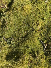 Azorella lycopodioides