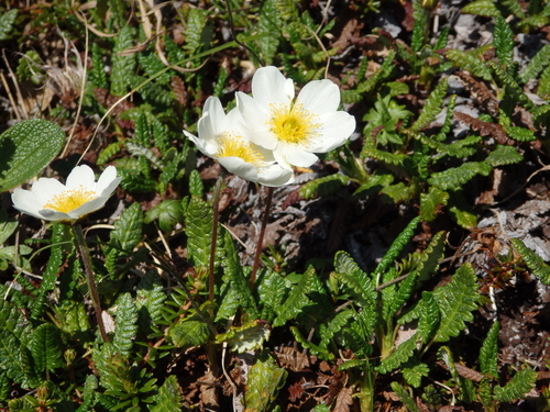 Image of Dryas ajanensis by no rights reserved