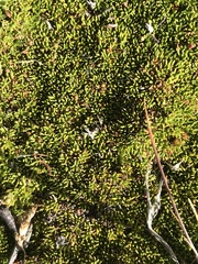 Azorella lycopodioides