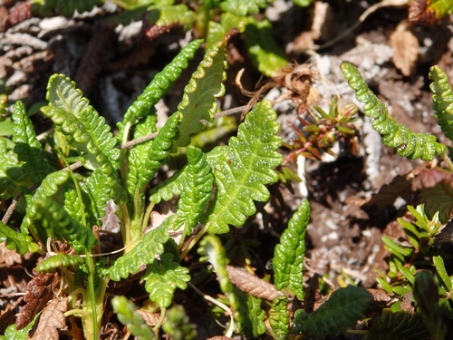 Image of Ajan Mountain-Avens (Dryas ajanensis) by no rights reserved