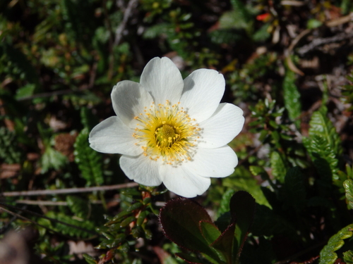Image of Ajan Mountain-Avens (Dryas ajanensis) by no rights reserved