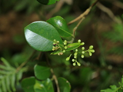 Syzygium elliptifolium
