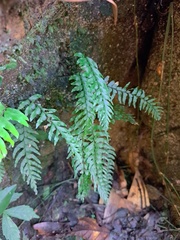 Hymenasplenium pubirhizoma