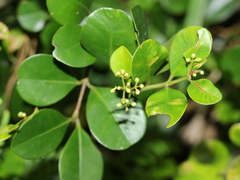 Syzygium elliptifolium
