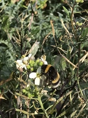 Bombus terrestris