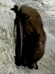 Myotis daubentonii