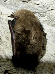 Myotis daubentonii