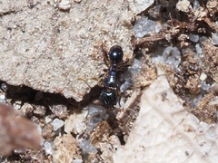 Pheidole metallescens