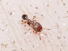 Pheidole metallescens