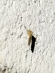 Diptera