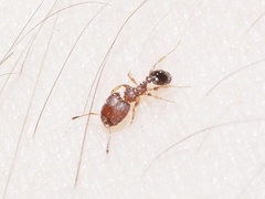 Pheidole metallescens