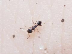 Pheidole metallescens