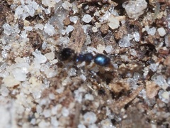 Pheidole metallescens