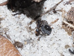 Pheidole metallescens