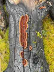 Gloeophyllum sepiarium