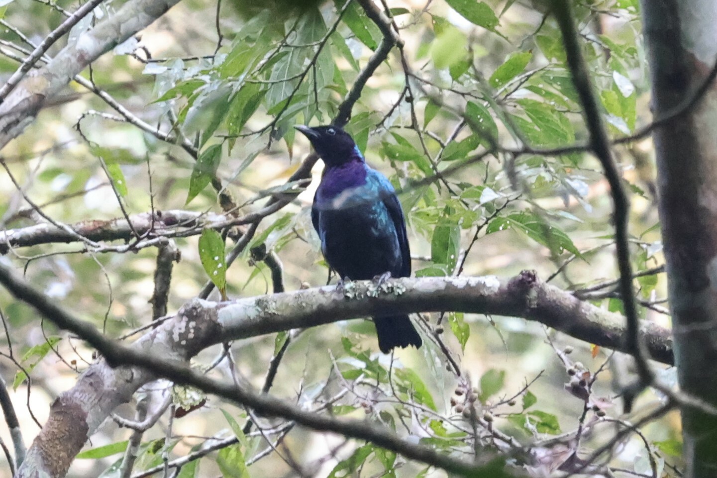 Purple-headed Starling (Hylopsar purpureiceps), photo 1