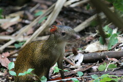 Central American Agouti photo 3