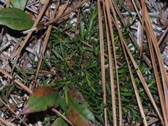 Polypremum procumbens