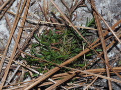 Polypremum procumbens