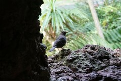 Turdus merula azorensis