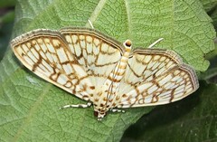 Haritalodes derogata