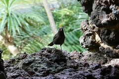 Turdus merula azorensis