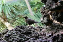 Turdus merula azorensis