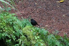 Turdus merula azorensis