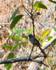 Hypothymis azurea oberholseri