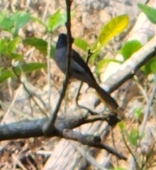 Hypothymis azurea oberholseri