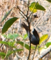 Hypothymis azurea oberholseri