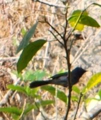 Hypothymis azurea oberholseri