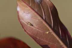 Sarucallis kahawaluokalani