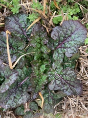 Salvia lyrata