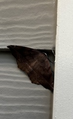 Eutrapela clemataria