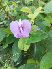 Centrosema pubescens