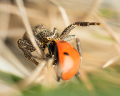 Bassaniodes robustus