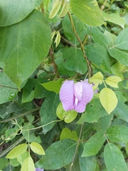 Centrosema pubescens