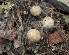 Latrodectus tredecimguttatus