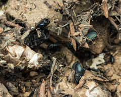 Latrodectus tredecimguttatus
