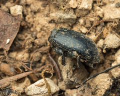 Latrodectus tredecimguttatus