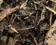 Latrodectus tredecimguttatus