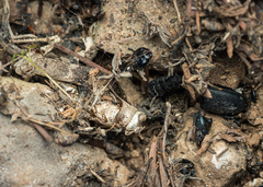 Latrodectus tredecimguttatus