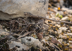 Latrodectus tredecimguttatus