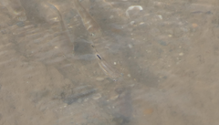 Ellochelon vaigiensis